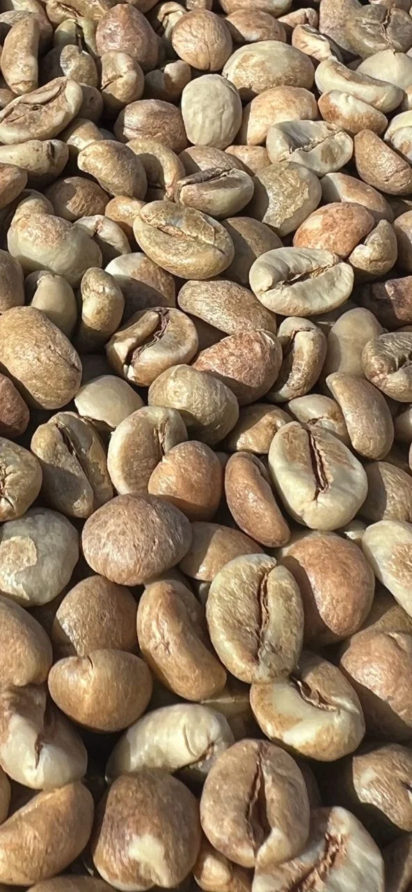 A close-up of green coffee beans from Indutrade’s product collection