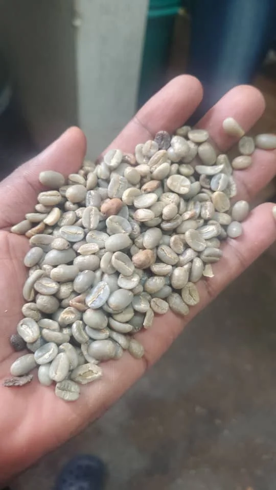 Green coffee beans shown in a hand for a close look at the sample